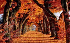 Tunnel Autunno - Joyfield
