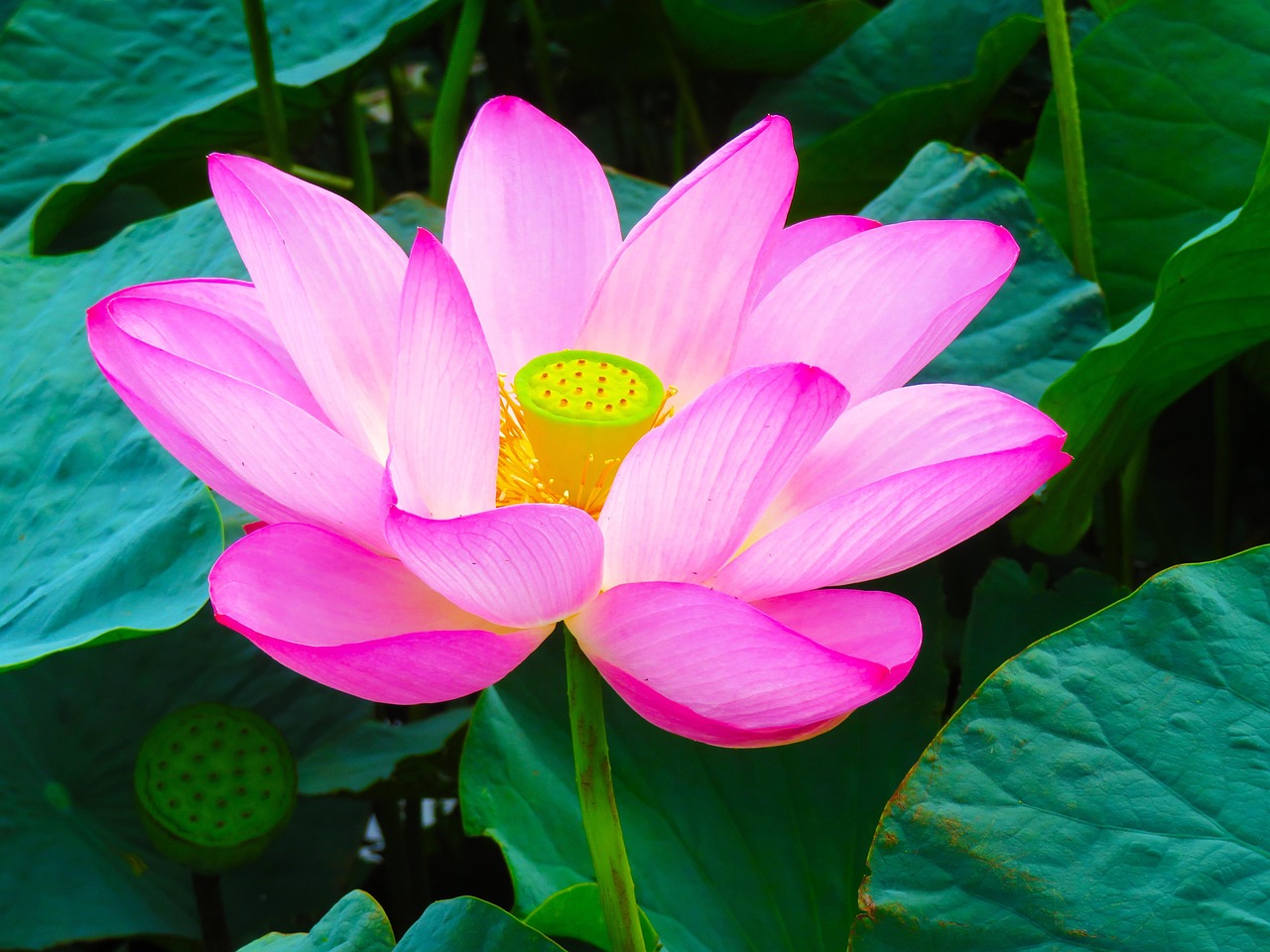 Satsang online - Bagliori di Risveglio